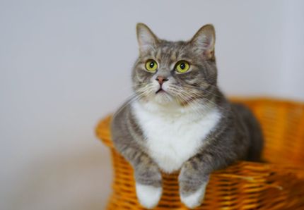 Paure, fobie e ansia nei gatti, come riconoscerle